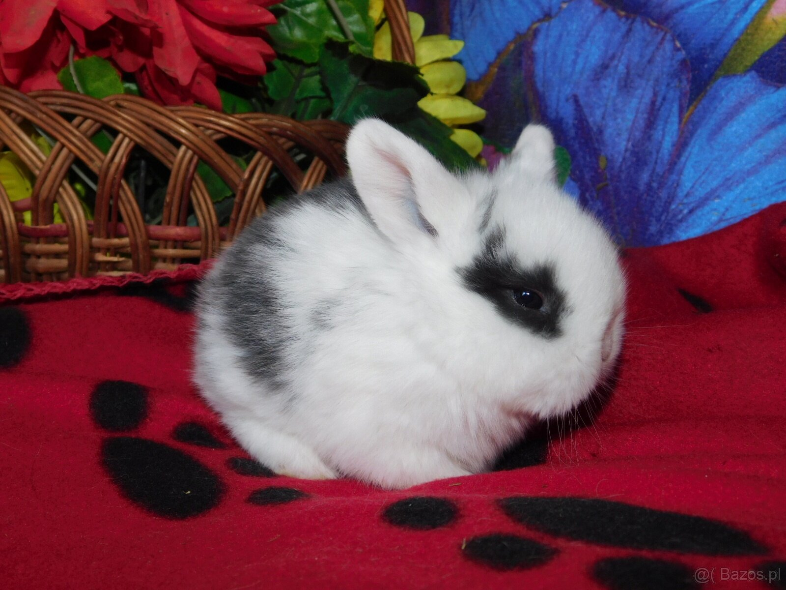 Białe króliczki z ciemną obwódką wokół oczu - 9