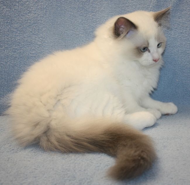 RAGDOLL koťátka: - 9