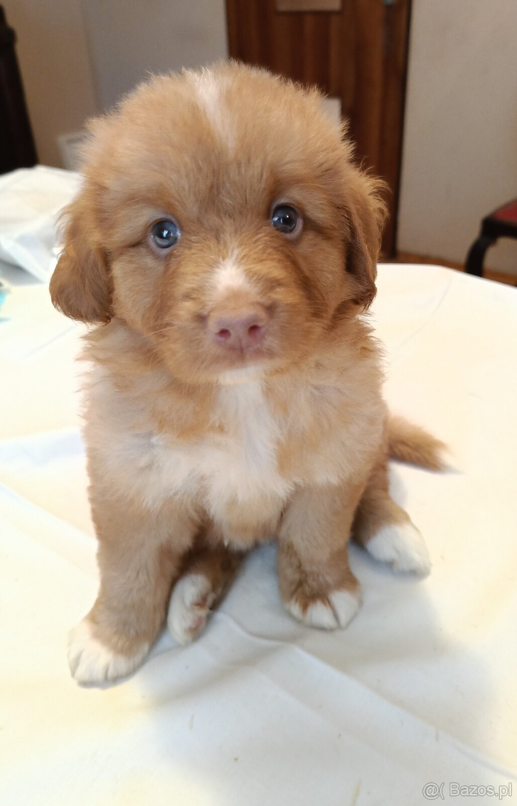 Nova Scotia Duck Tolling Retriever - szczeniaki - 9