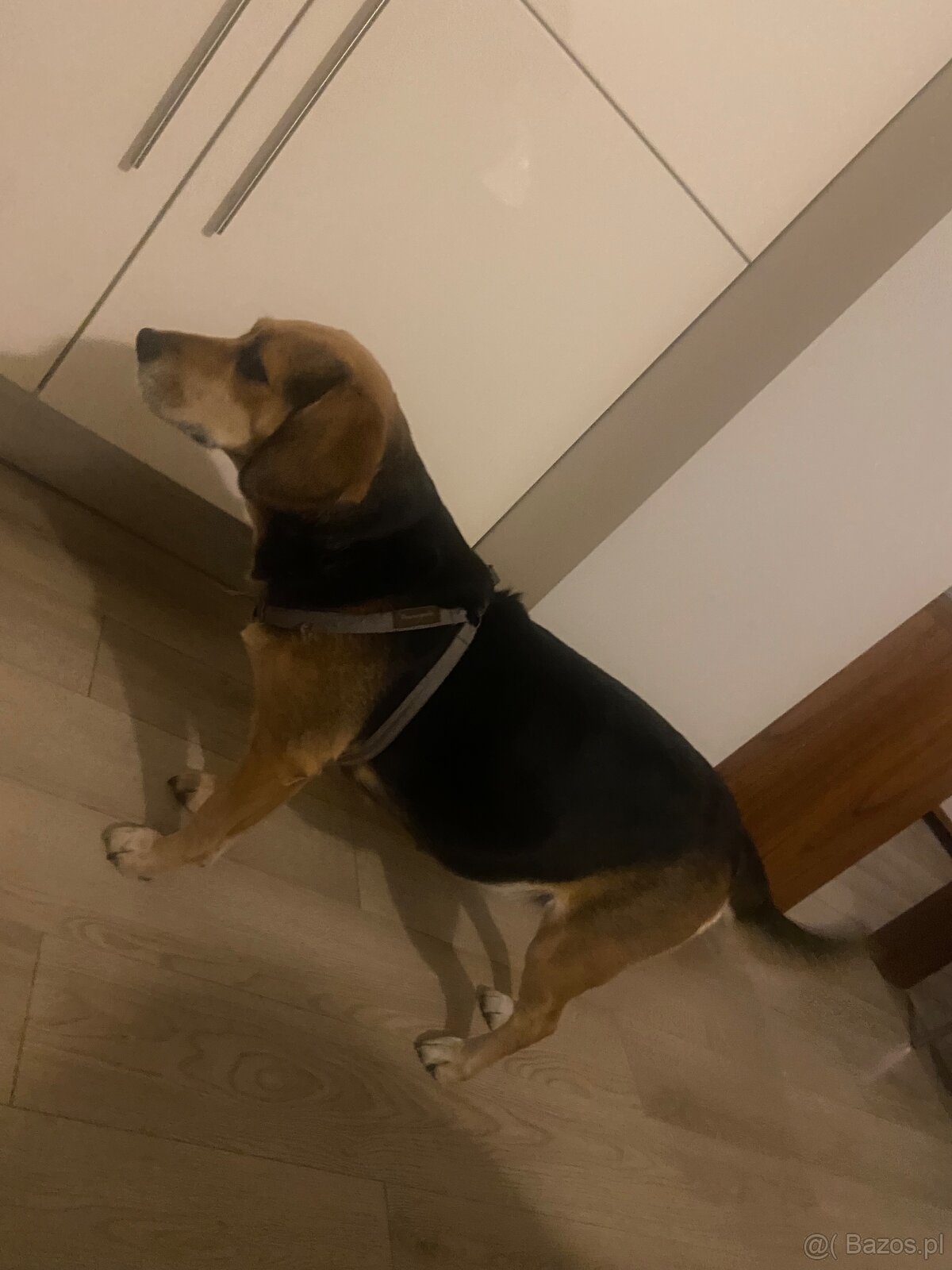 szczeniaki 8 tygodni - mama Beagle - 9