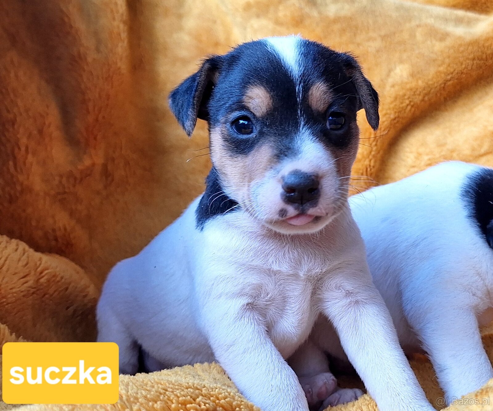 Parson Russell Terrier ZKwP FCI - 9