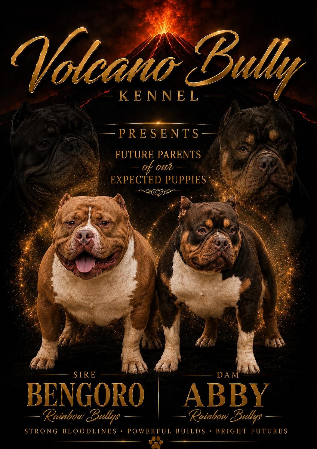 American Bully Pocket - 9