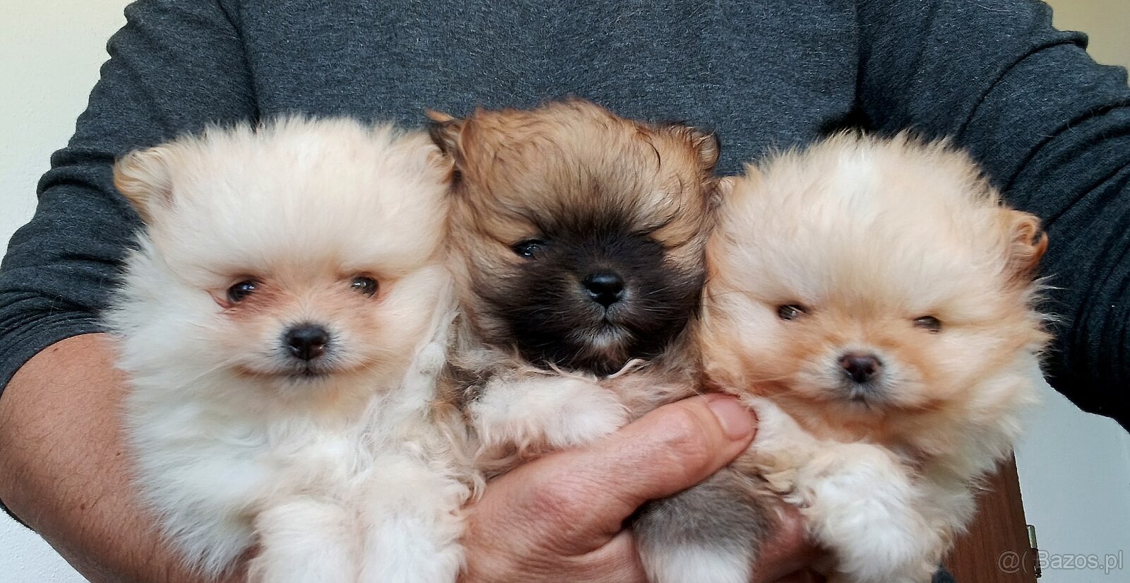 Štěňátka pomeranian s PP FCI - 9
