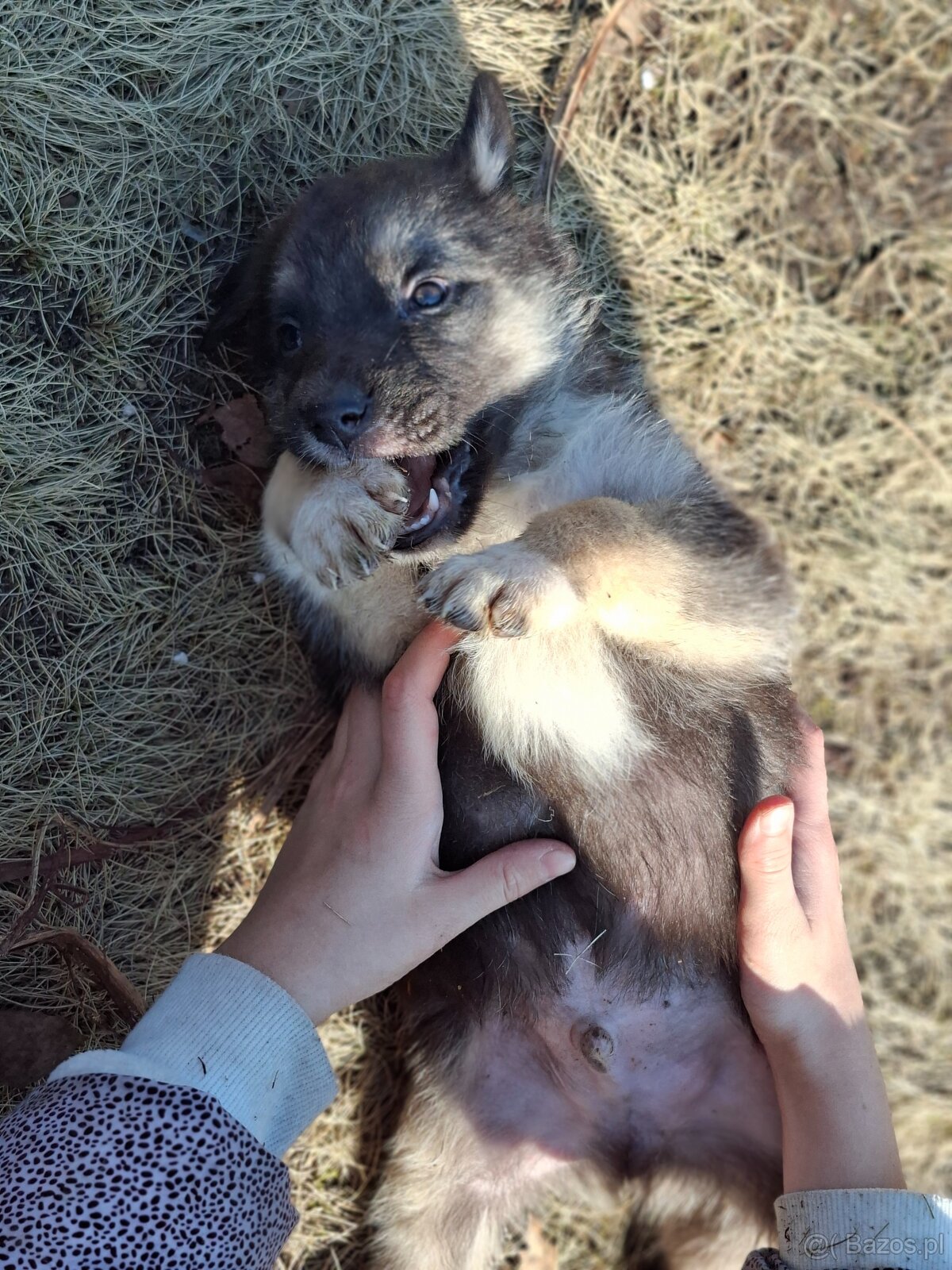 Oddam szczeniaczki za darmo - 9