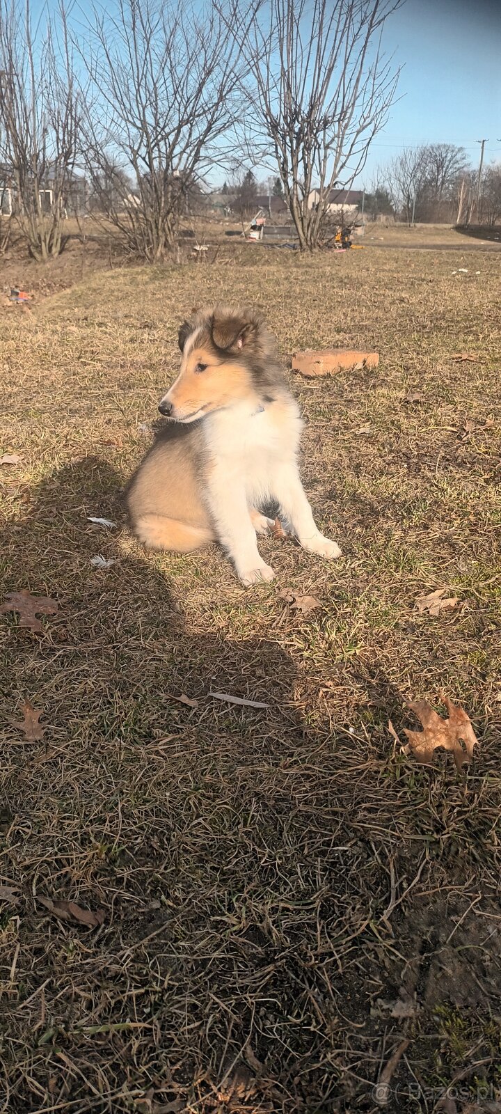 Szczeniaki owczarek szkocki - 9
