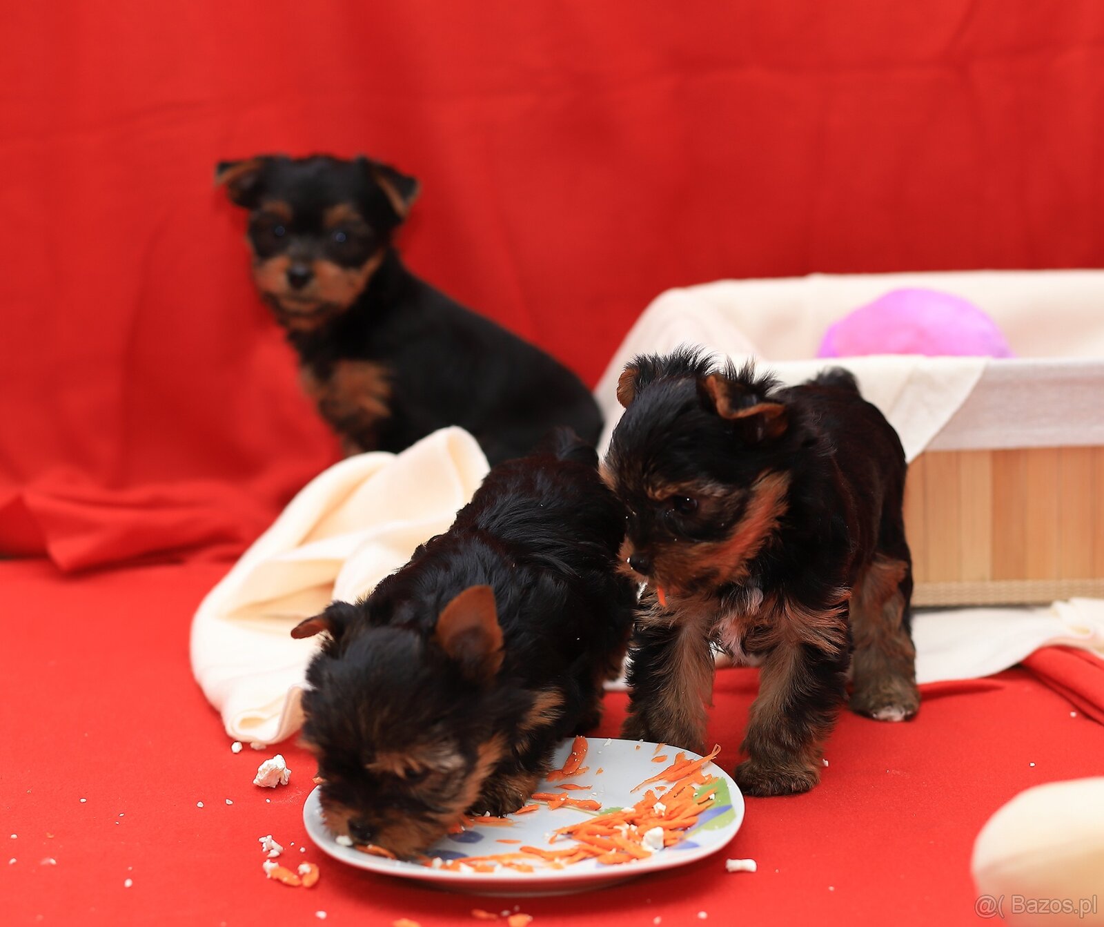 Alutka sunia Yorkshire Terrier - 9