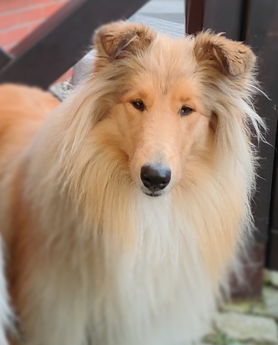 Owczarek szkocki collie FCI - szczeniak - 9