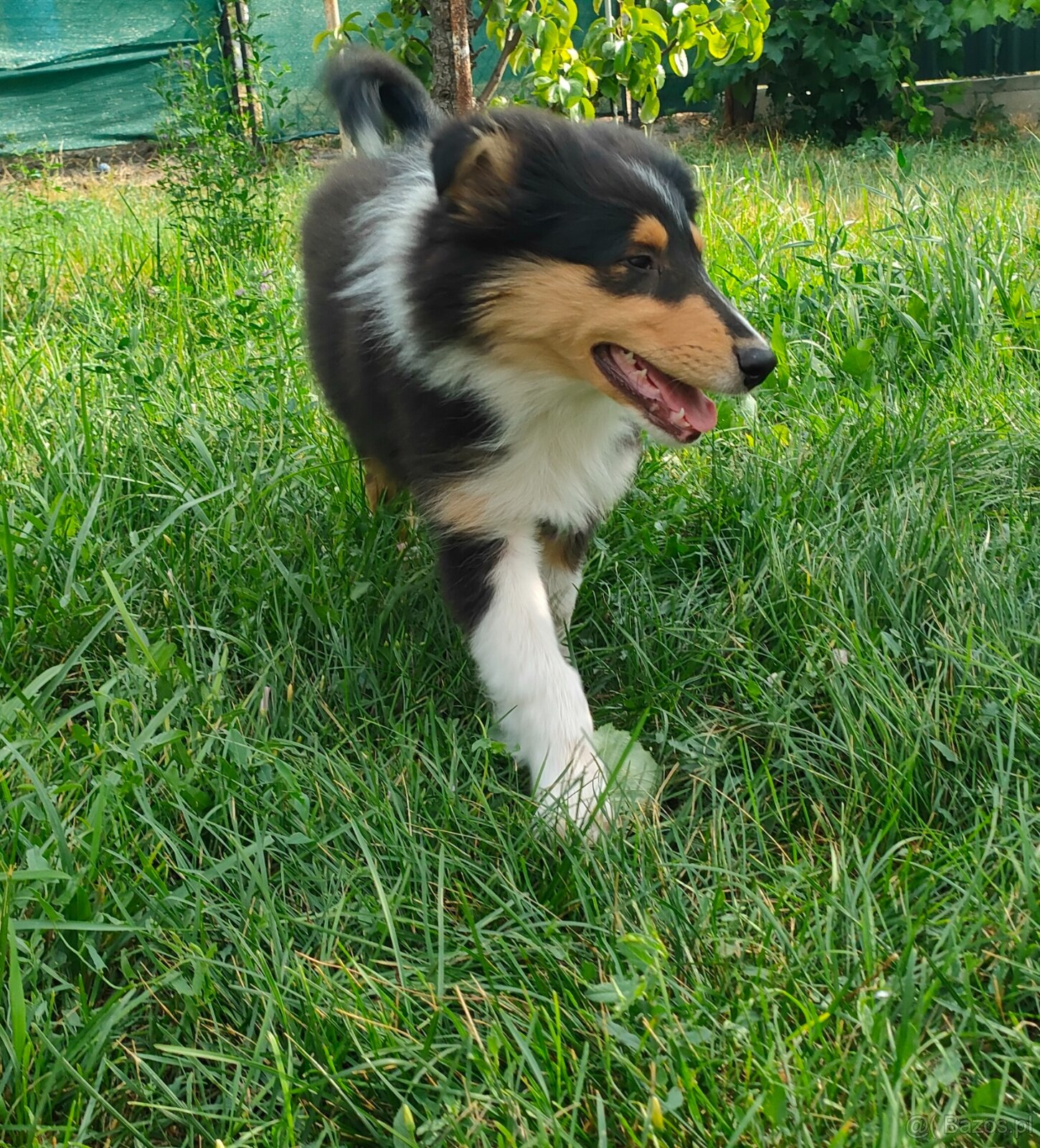 Owczarek szkocki collie FCI - szczeniak - 9