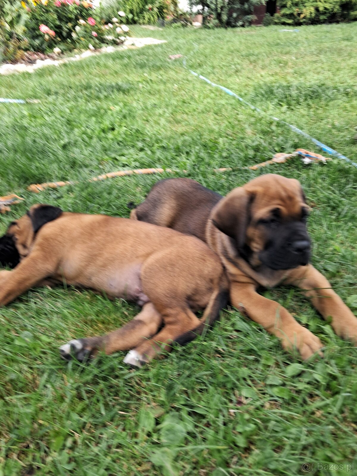 Urocze Cane Corso - 9