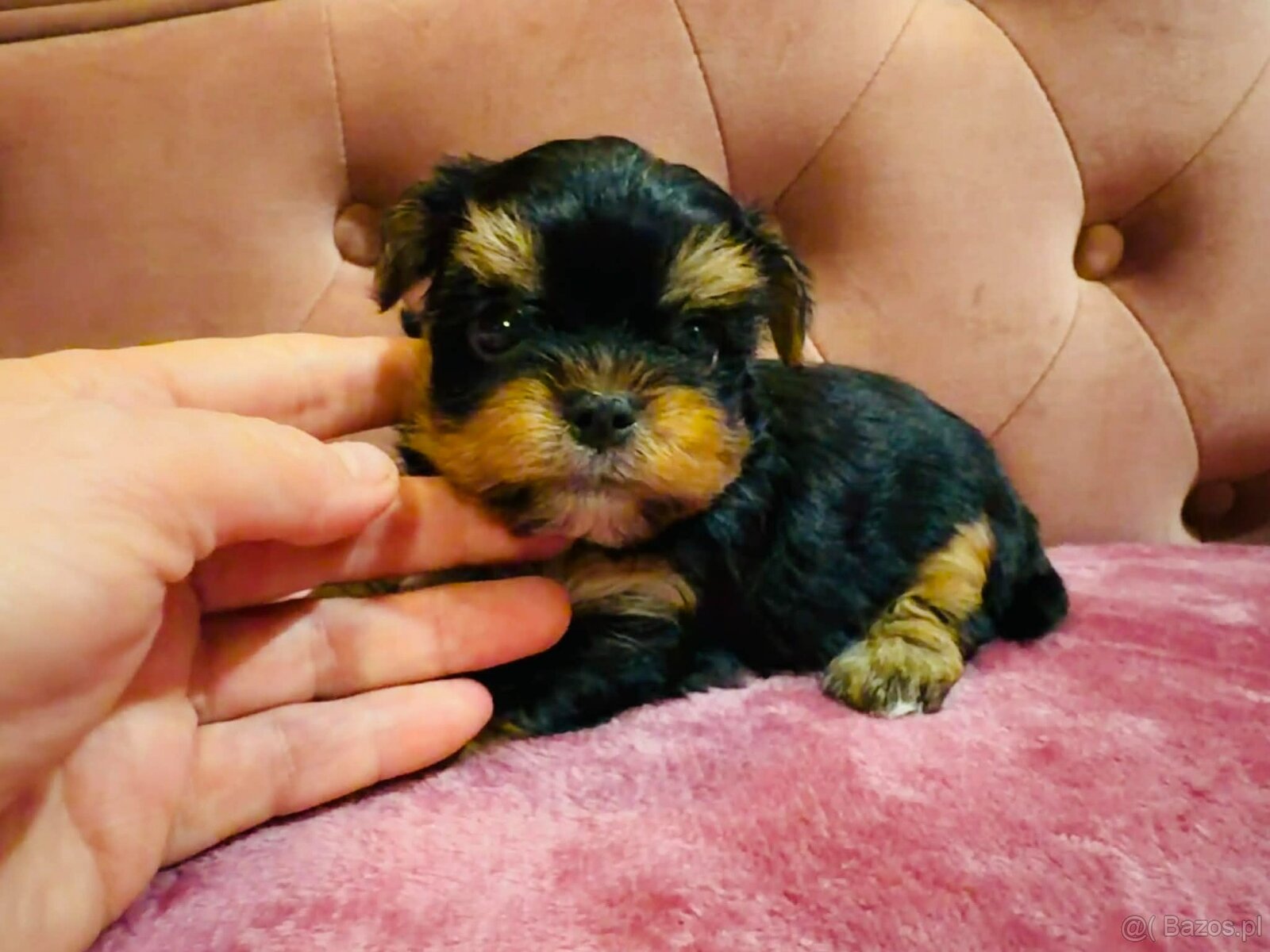 York Mega Piękny Luxusowy. Cudna Buzia. - 9