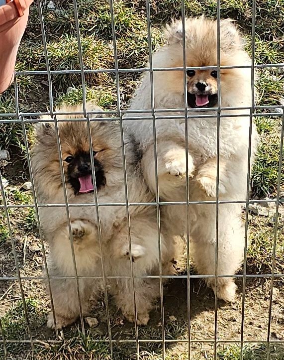 Szpic miniaturowy pomeranian piękne szczenięta. - 9