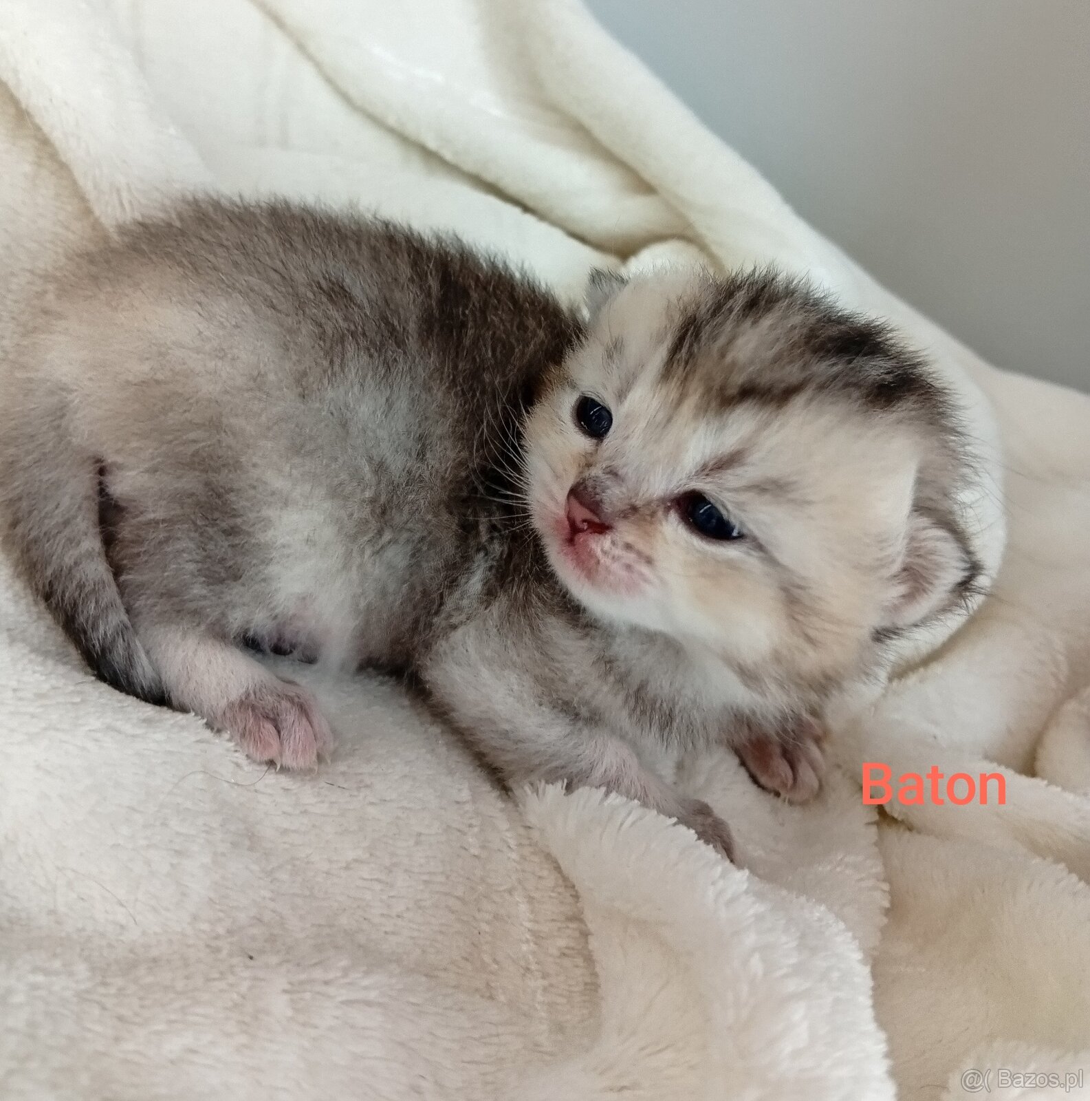 Cudowne Kocie Maleństwa Szkockie Szynszyle - 9