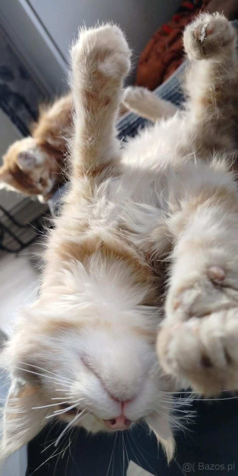 Maine Coon kocięta - 9