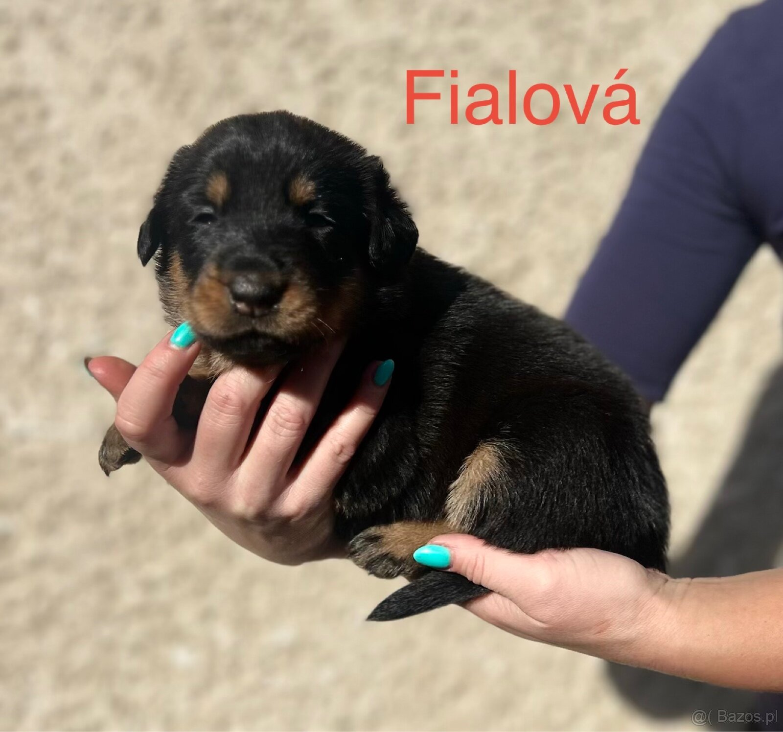 Beauceron - 9