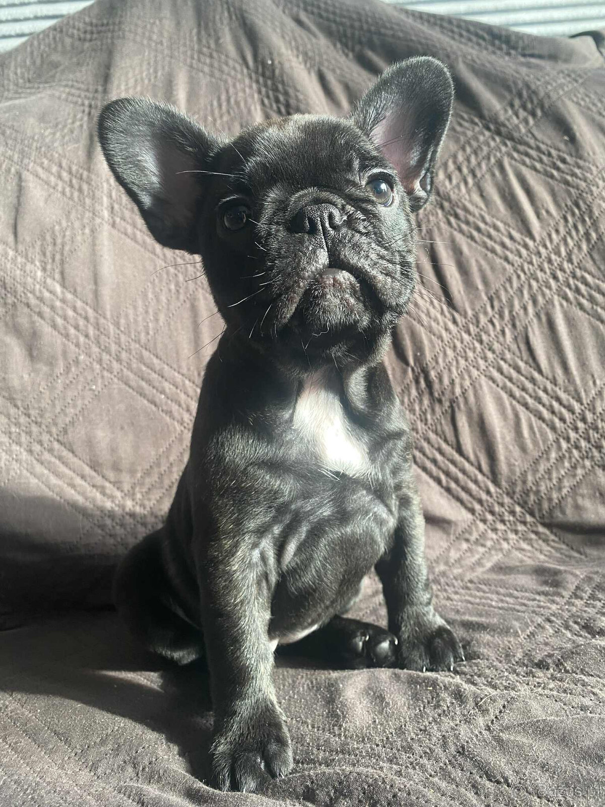 Buldog francuski - 9