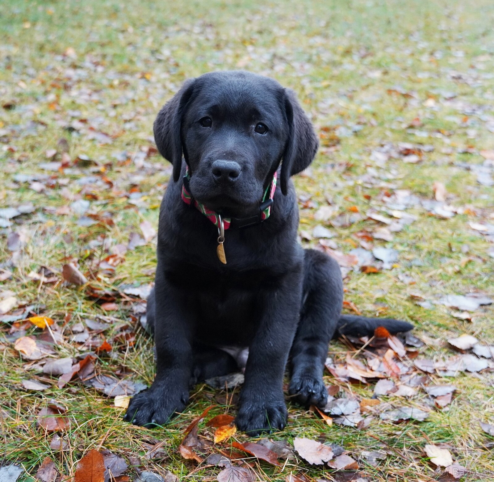 Labrador retriever, czarny piesek ZKwP/ FCI - 9