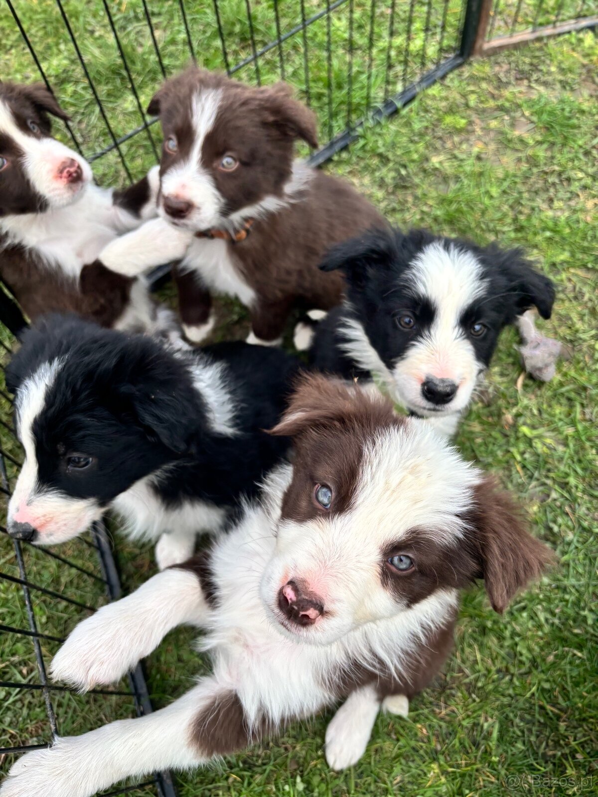 Brązowo biała Suczka - 9