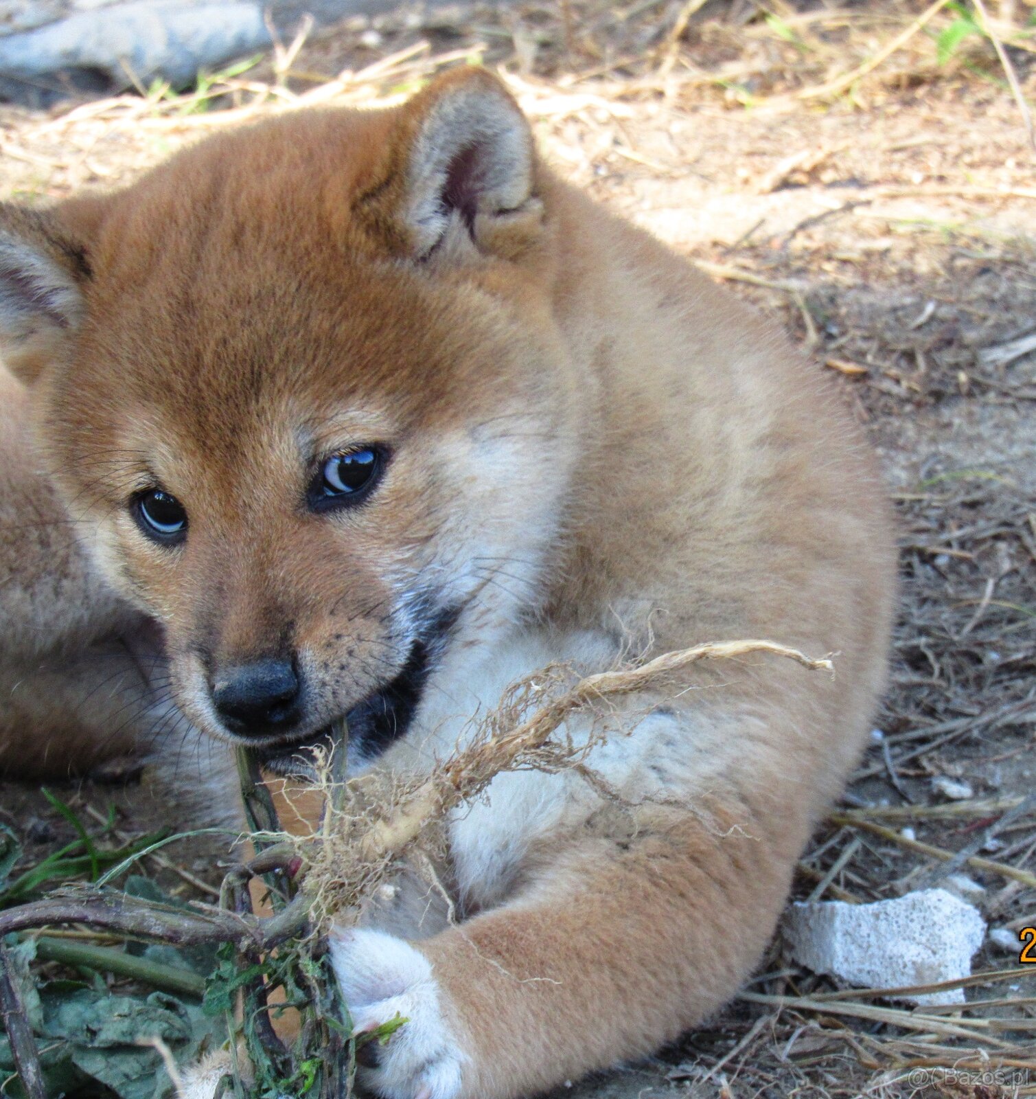 Dwoje szczeniąt Shiba Inu ur.07.08.2026r. - 9