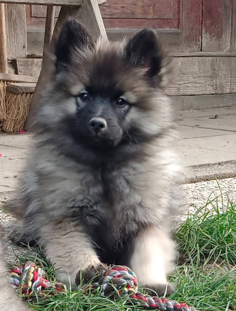 Wilczy szpic / Keeshond polecam rodowodowe szczenieta - 9