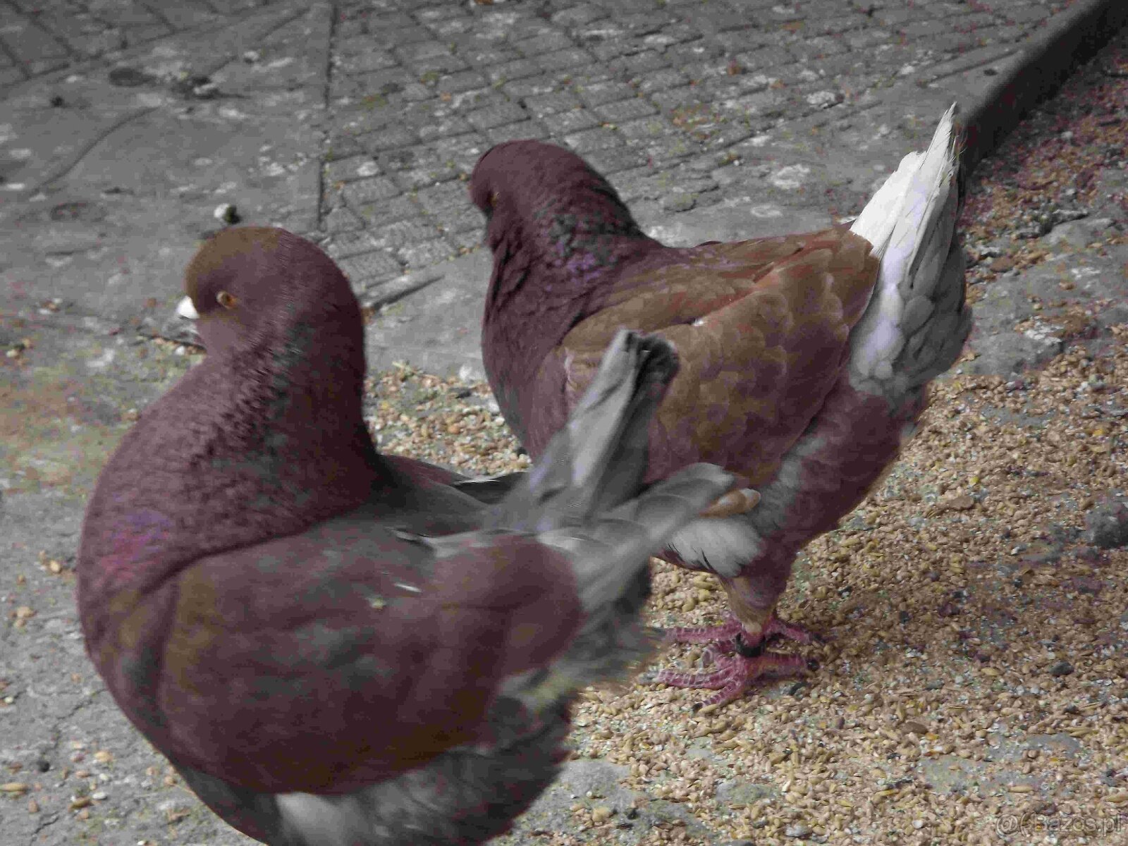 sprzedam gołębie - 9