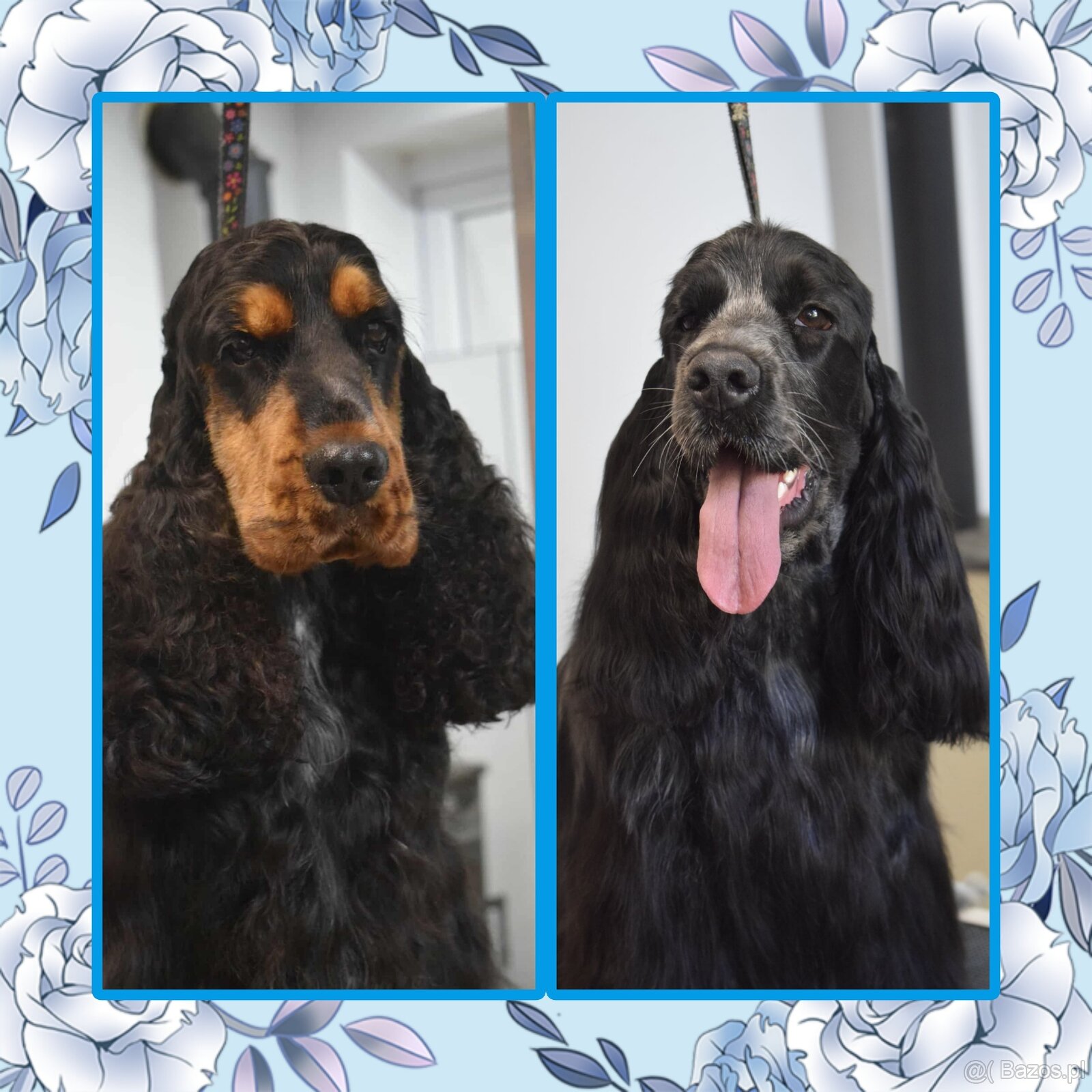 Cocker spaniel angielski - 9