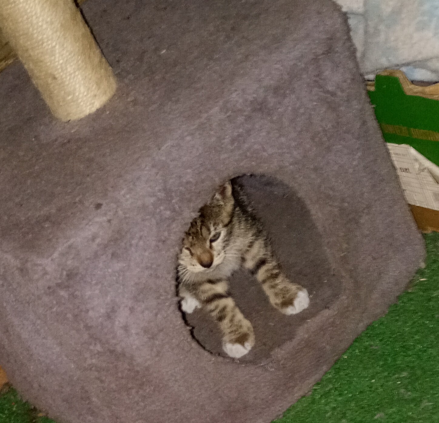 Oddam kotki w dobre ręce - 9