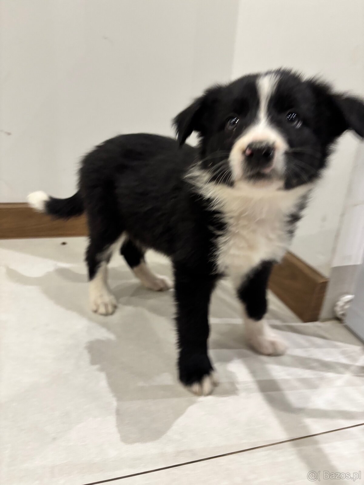 Czarno biała suczka Border collie - 9