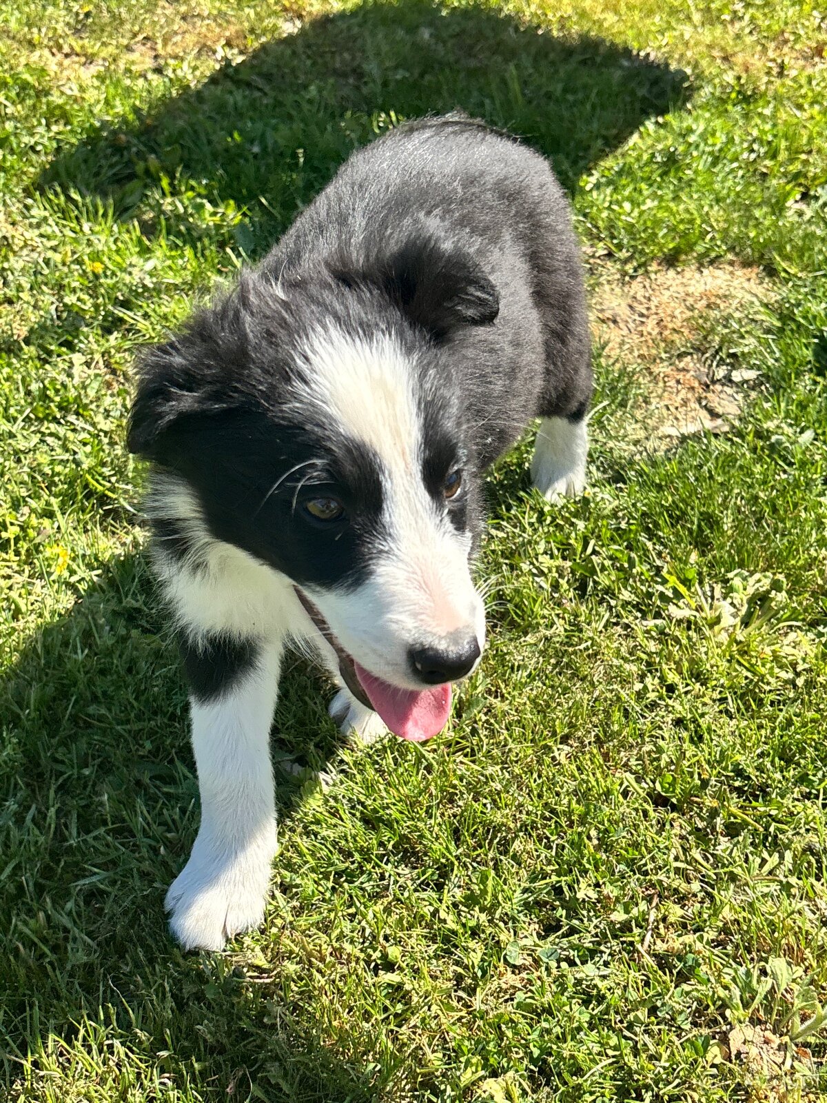 Piesek border collie czarno biały - 9