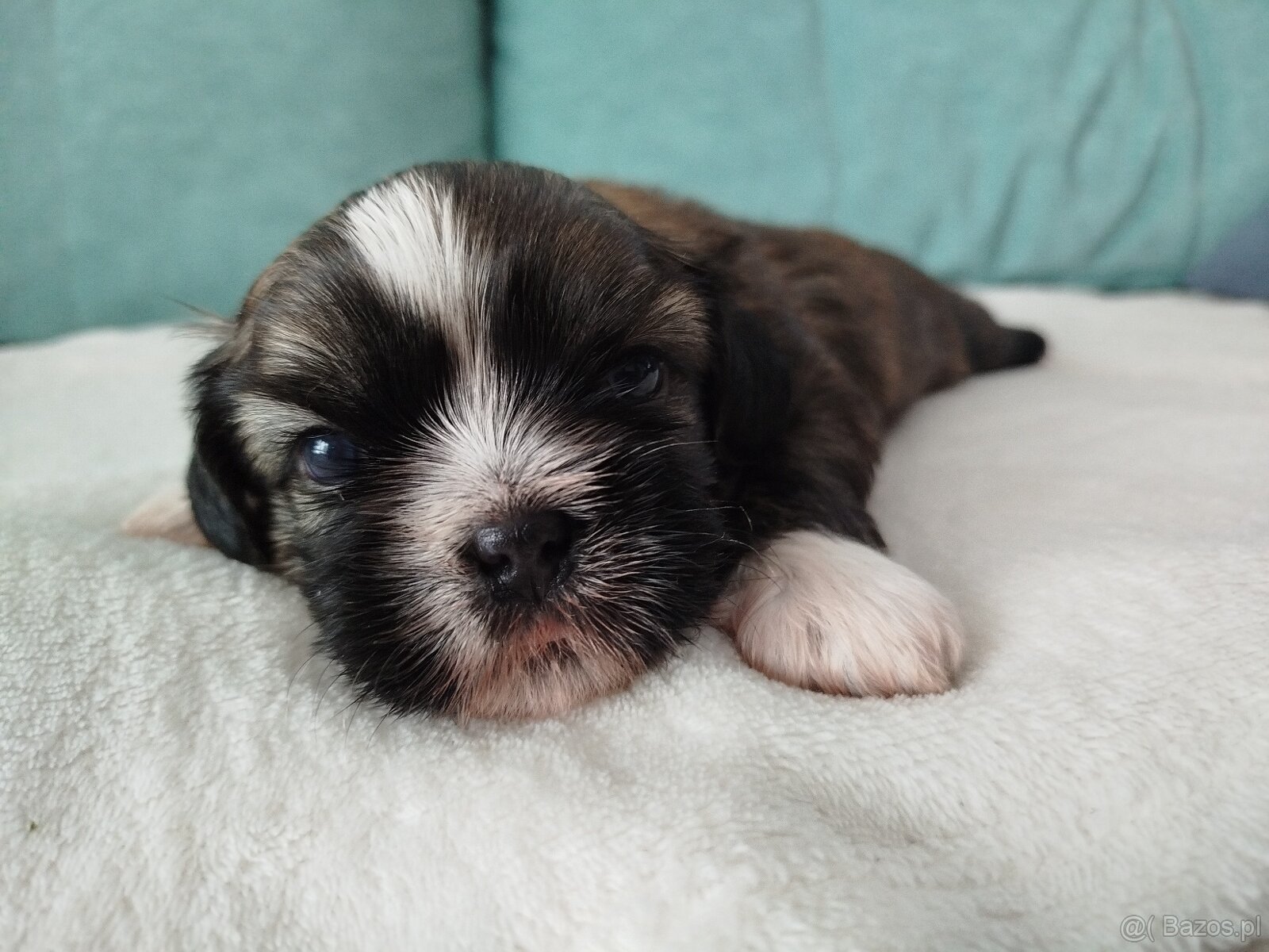 Pies rasy Shih Tzu z rodowodem - 9