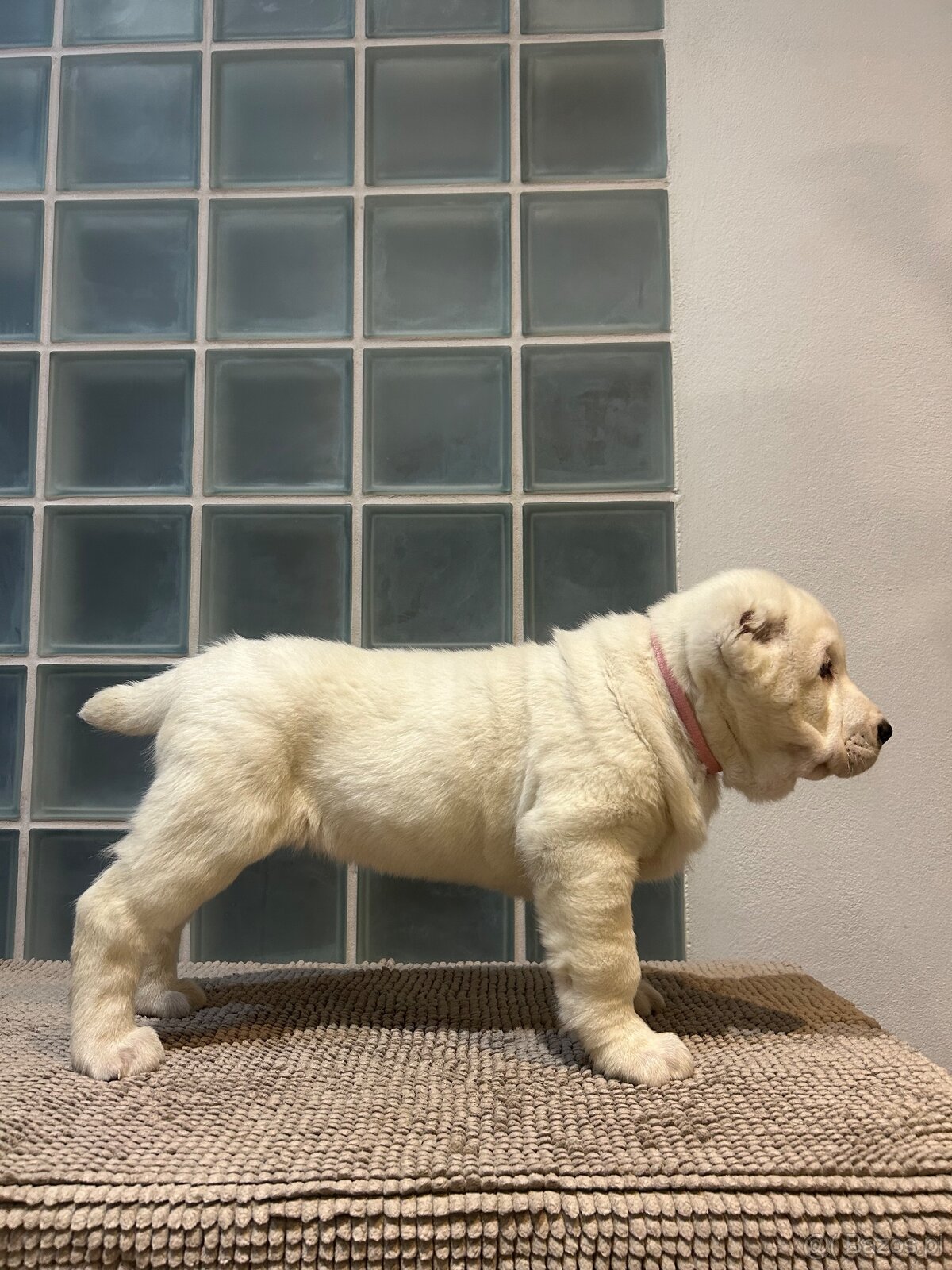 Owczarek środkowoazjatycki alabai - 9