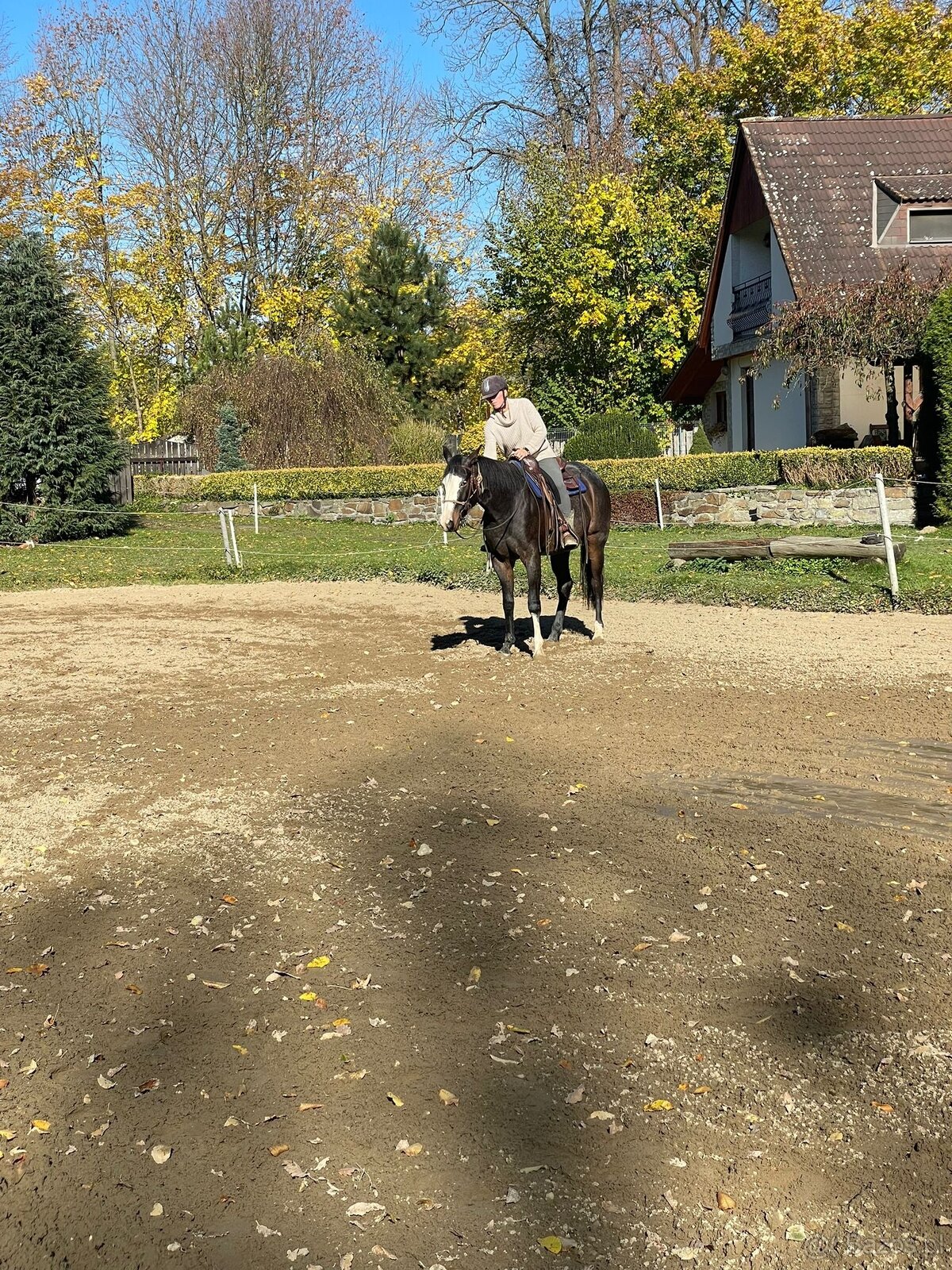 APH gelding, bay roan overo - 9
