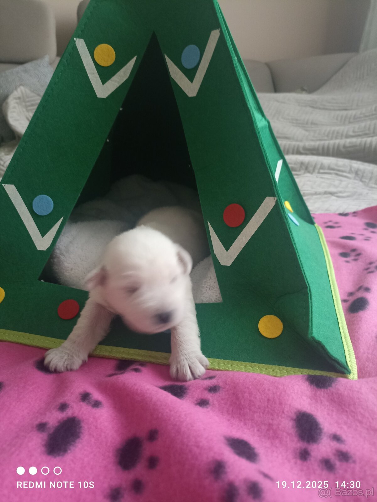 Sznaucerki szukają domku - 9