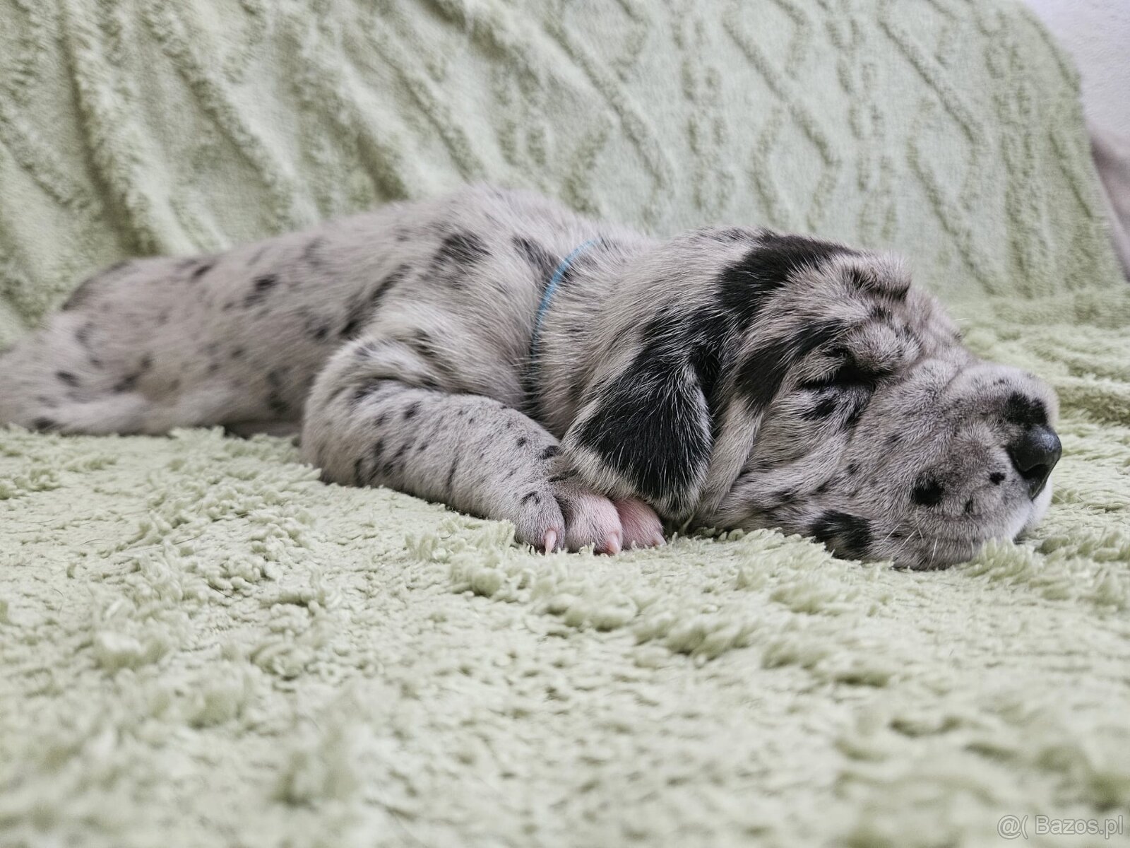 Dog niemiecki - 9