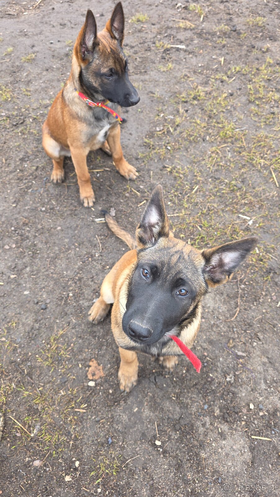 Owczarek belgijski - 9