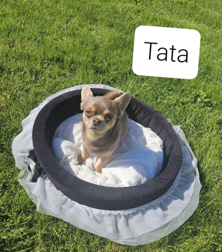 Dziewczynka chihuahua - 9