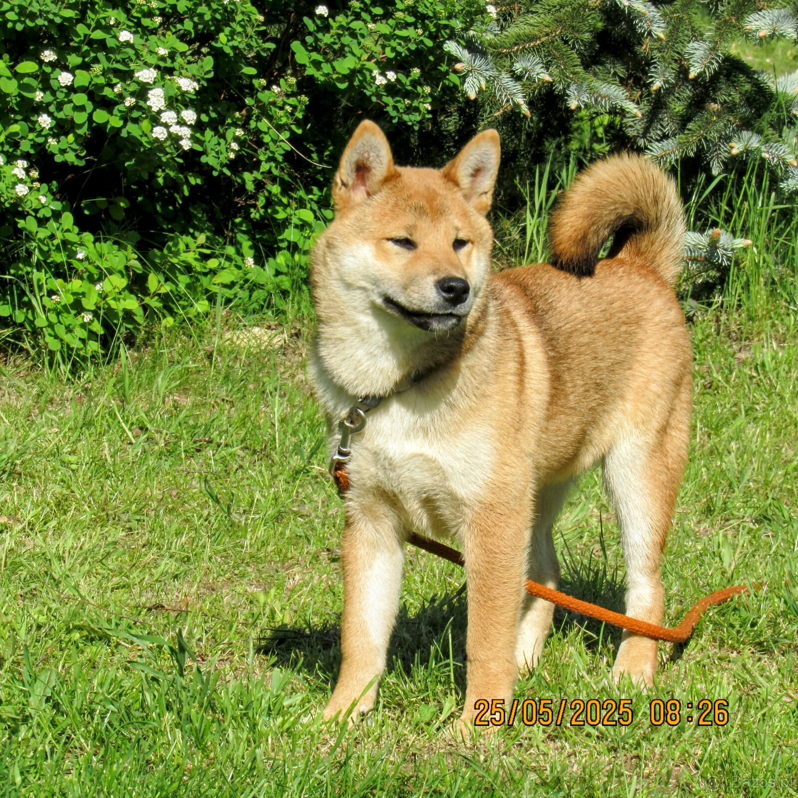 Shiba Inu, czerwony piesek mocno czernią przyprószony - 9