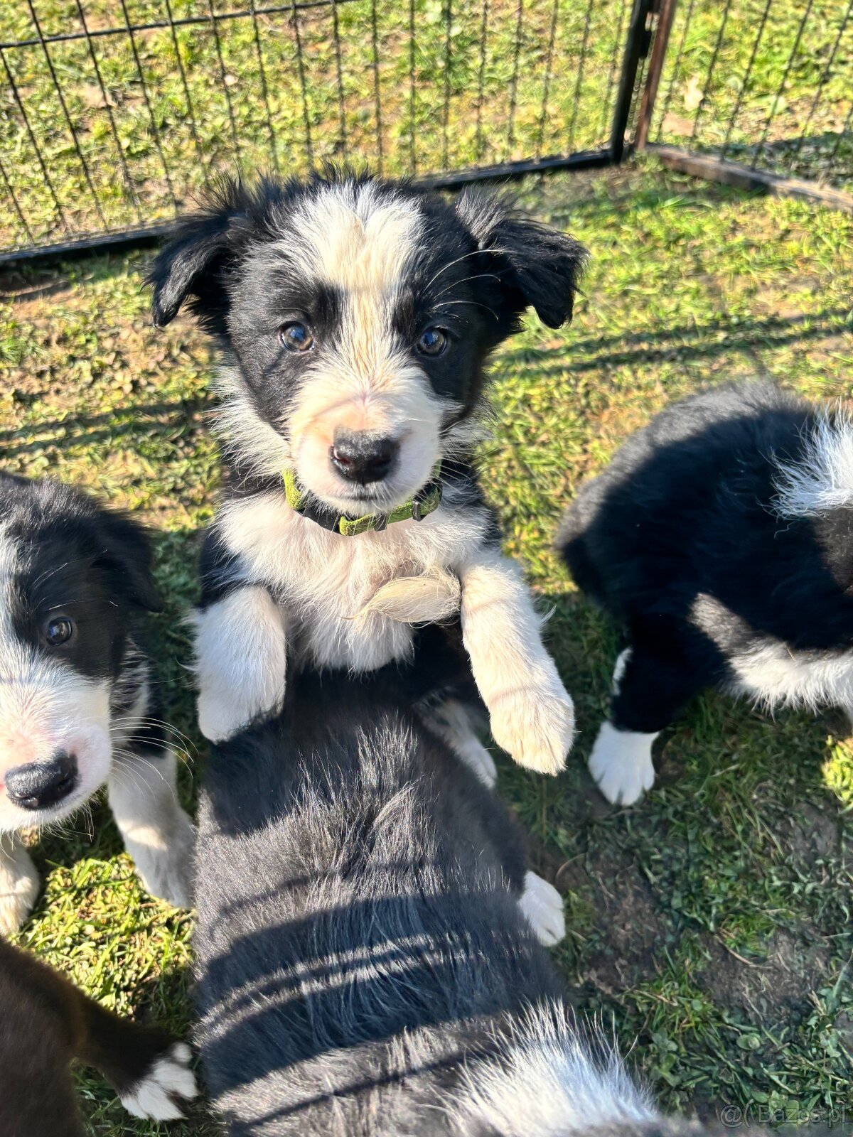 Puppies border collie - 9