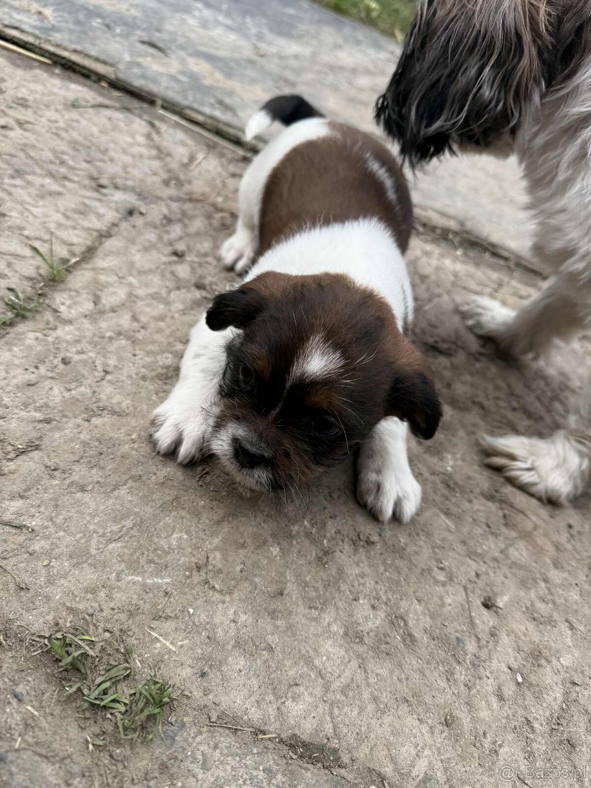 Szczeniaki shih tzu - 9