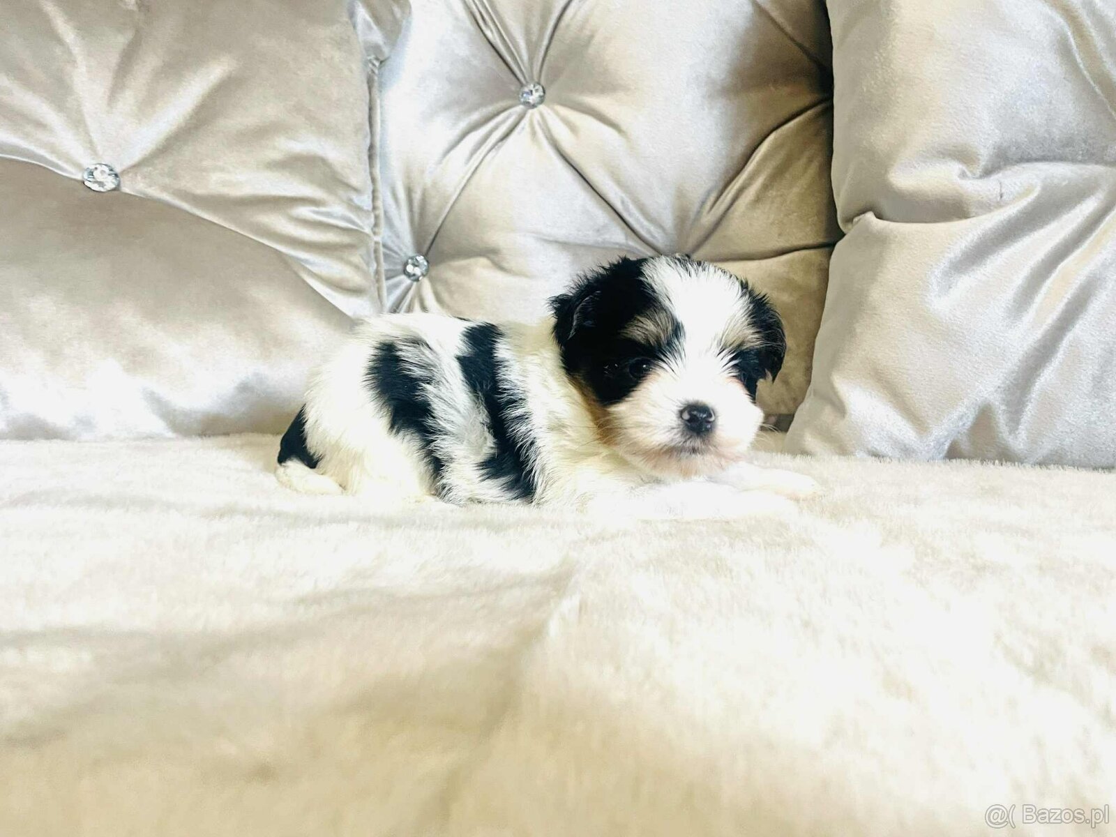 York Biewer - maleńki piękny chłopczyk. luxusowy. - 9