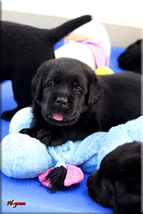 Labrador retriever czarne szczenięta - 9