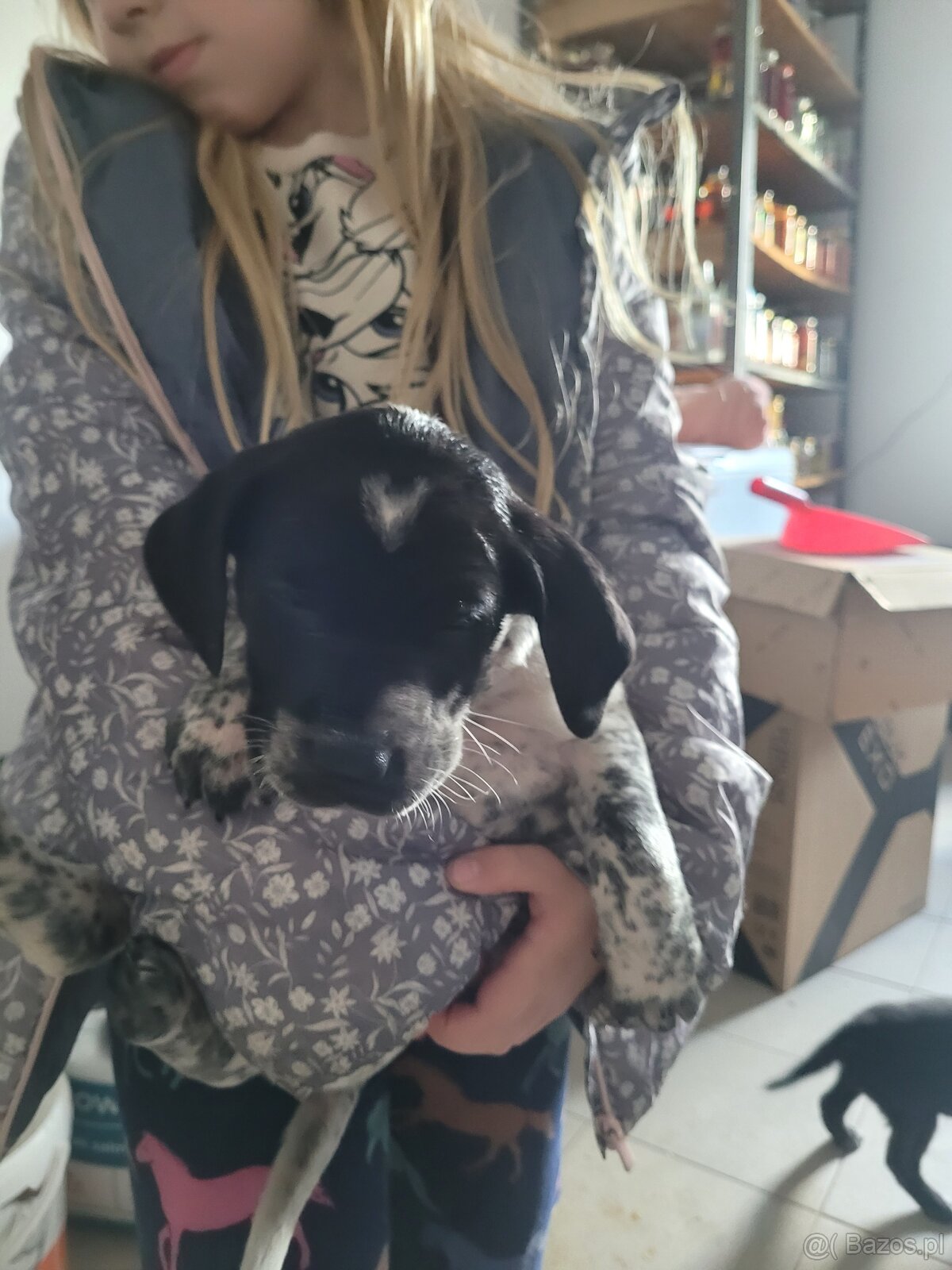 Szczeniaki wyżeł niemiecki - 9