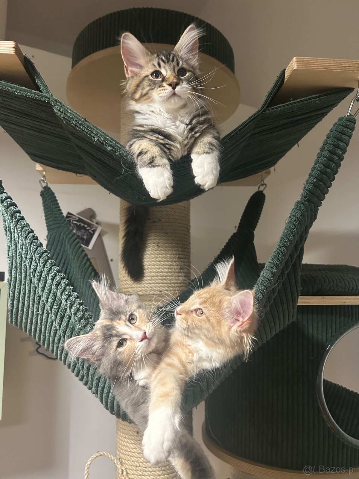 Maine Coon - 9