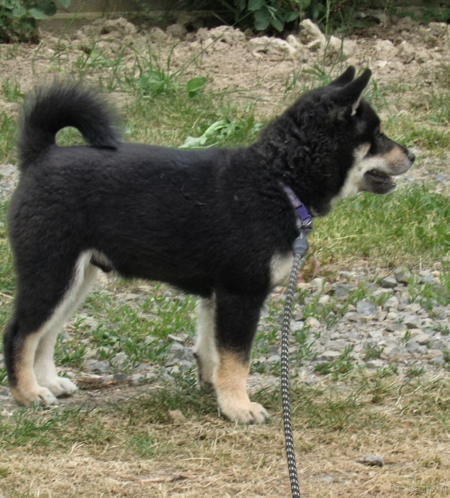 SHIBA INU czteromiesięczny szczeniaczek - 9
