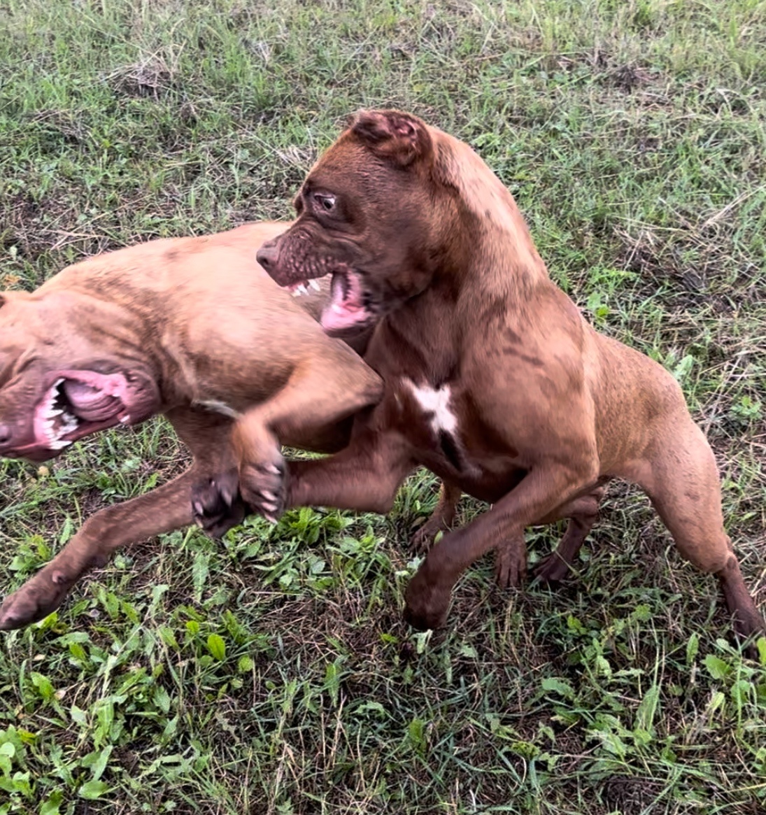 Szczeniaki Bandogi s rodokmenom VIP BANDOG KENNELS - 9