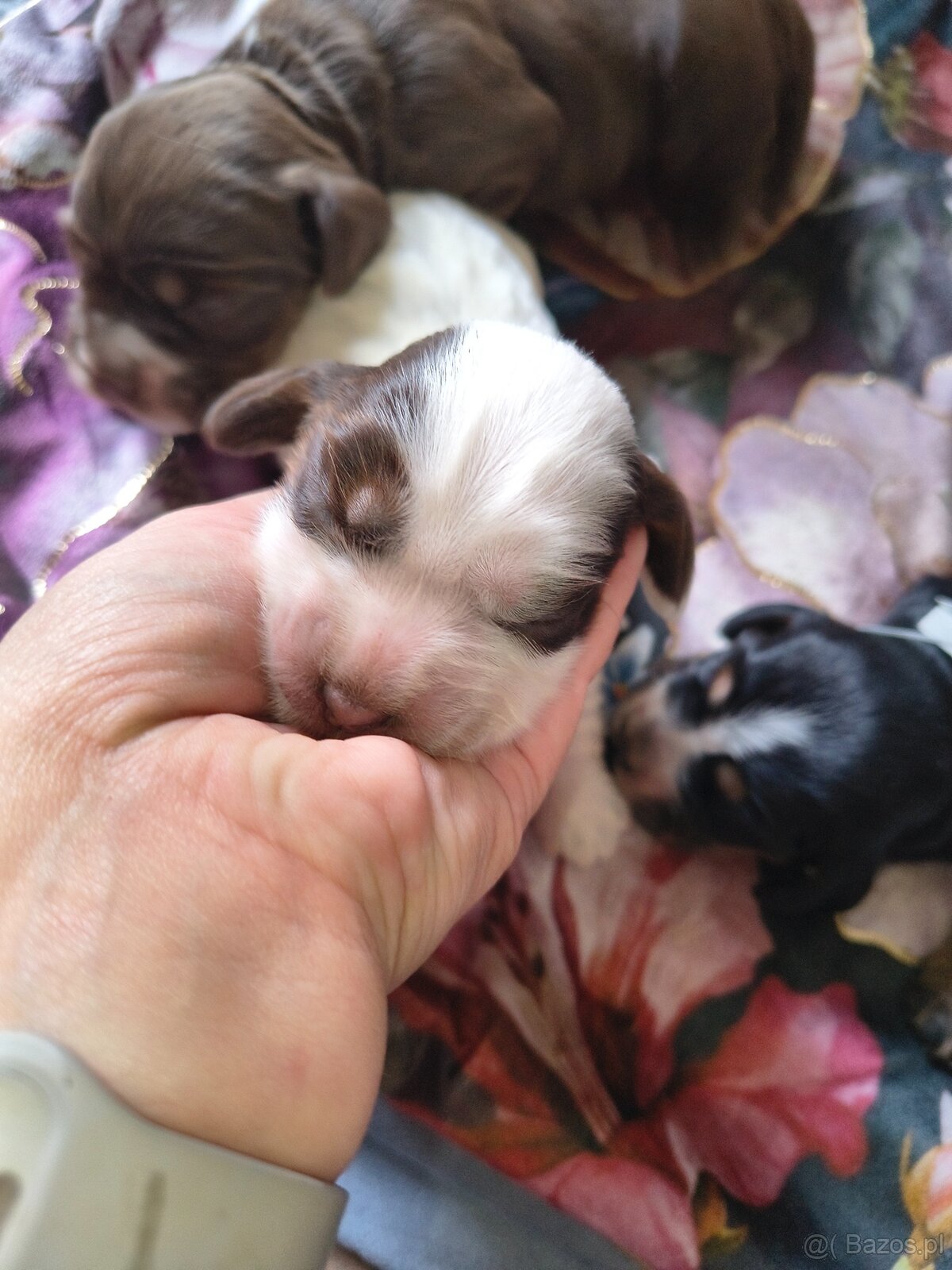 Szczeniak cocker spaniel angielski - 9