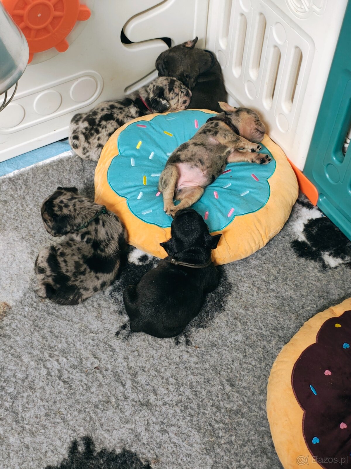 Buldogi francuskie - 9