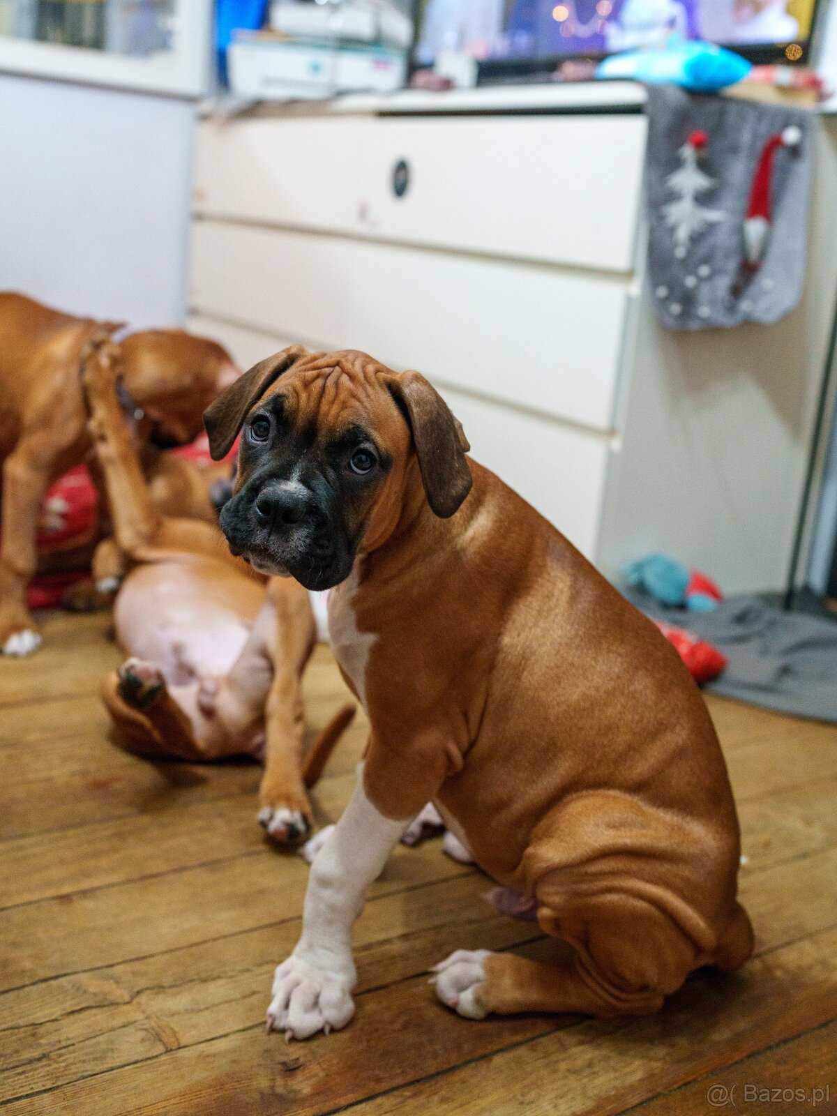 Bokser szczeniaki - 9