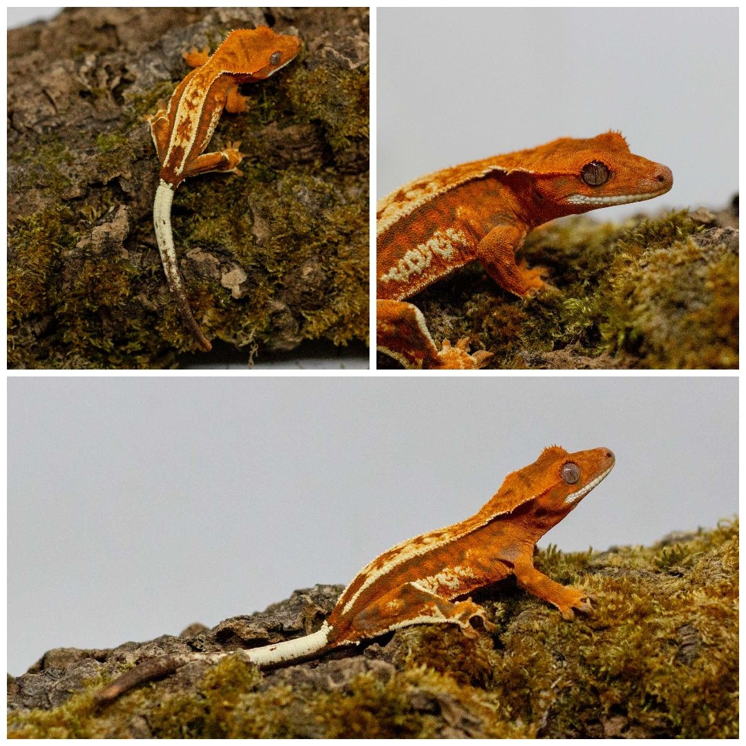 Gekony orzęsione (ciliatus) + akcesoria GeckoSVK - 9