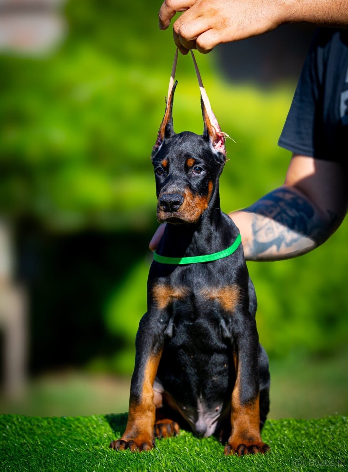 KUPIOWANE SZCZENIĘTA DOBERMANA Z RODOWODEM FCI - 9