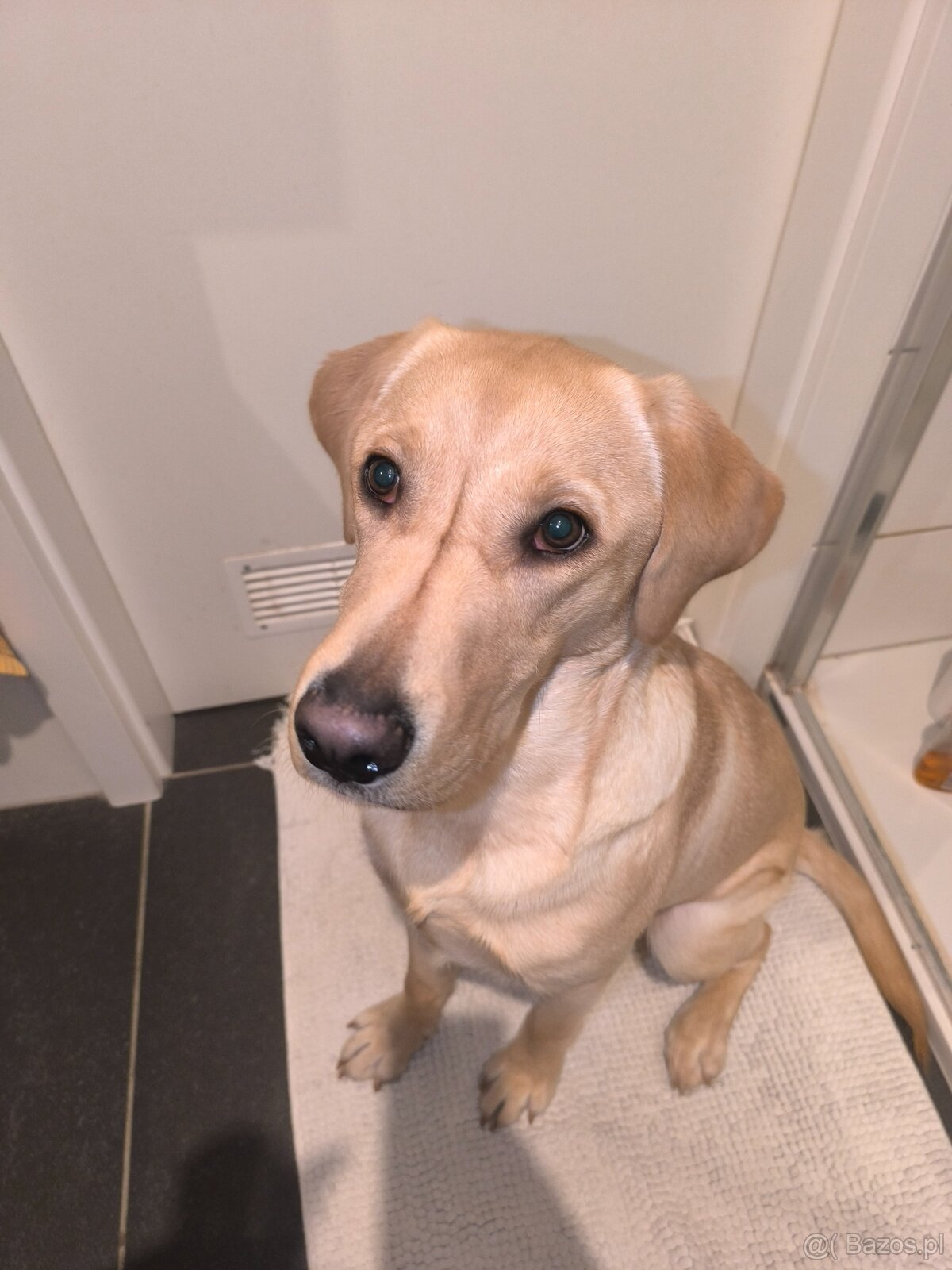 Labrador retriever - 9